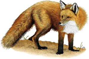 Vulpes Vulpes Images Stampe: Red Fox