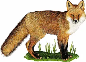 American Wildlife Art Stampe: Red fox