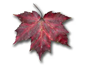 Foglia di Mela Rossa