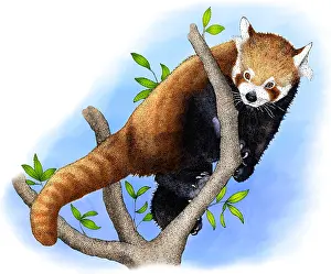 Nature Posters Stampe: Red Panda