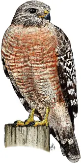 American Birds Stampe: Red-shouldered Hawk