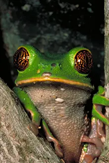 Ecuador Rainforest Animals Stampe: Reticulate eye monkey frog