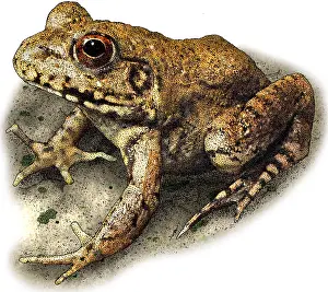 Wildlife Art Prints Stampe: River Frog