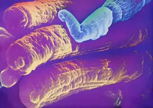 Scanning Electron Microscope SEM Stampe: Rods and Cones, under a microscope (SEM)