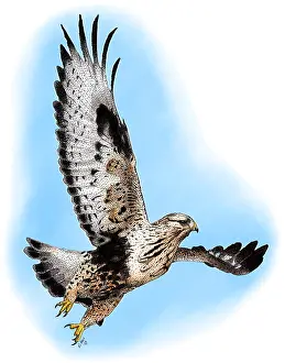 North American Bird Species Stampe: Rough-legged Hawk