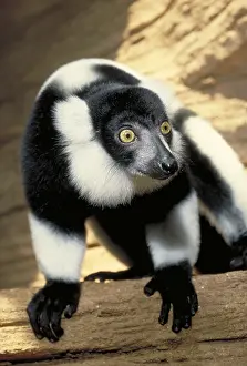 Primate Animals Stampe: Ruffed Lemur