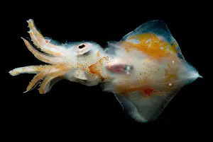 Deep Sea Squid Stampe: Ruppell's Octopus Squid