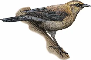 Animal Illustrations Online Stampe: Rusty Blackbird