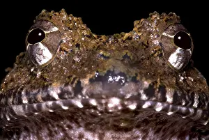 Central American Frogs Stampe: Rusty Robber Frog