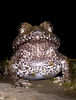 Amphibian Conservation Stampe: Rusty Robber Frog