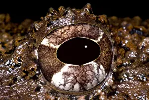 Amphibian Conservation Stampe: Rusty Robber Frog