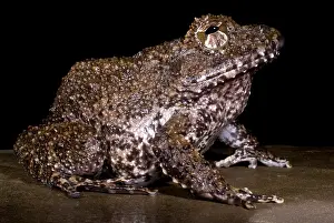 Amphibian Conservation Stampe: Rusty Robber Frog