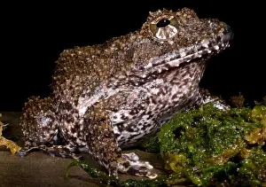 Amphibian Conservation Stampe: Rusty Robber Frog