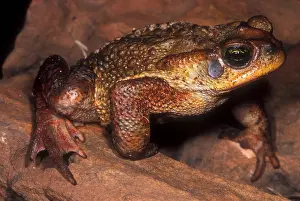 Brazilian Wildlife Images Stampe: Rusty Toad
