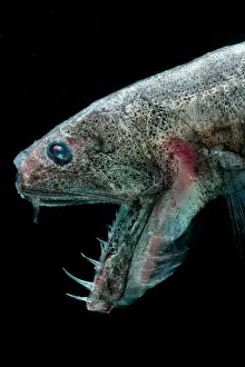 Deep Sea Fish Stampe: Sabertooth (Odontostomops normalops)