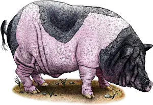 Mammal Illustrations Stampe: Saddleback Pig