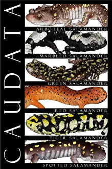 Stampa con cornice : Salamandre, manifesto.