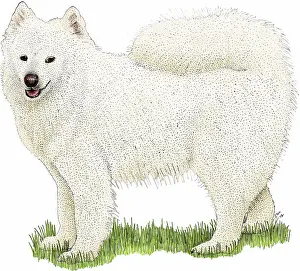 Samoyed Breed Stampe: Samoyed