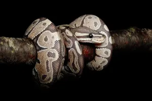 Royal Python Stampe: Ball Python coiled on branch