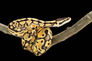 Ball Python Stampe: Ball Python (Python regius)