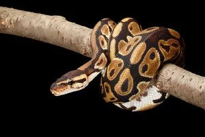 Ball Python Stampe: Ball Python (Python regius)