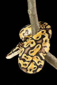 Ball Python Stampe: Ball Python (Python regius)
