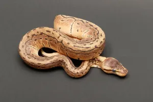 Ball Python Stampe: Ball Python (Python regius)