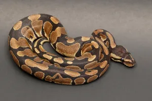 Ball Python Stampe: Ball Python (Python regius)