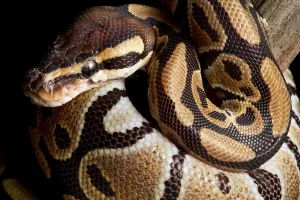 Ball Python Stampe: Ball Python (Python regius)