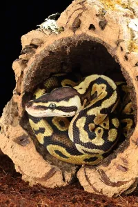 African Reptile Species Stampe: Ball Python (Python regius)