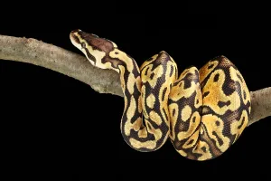 Ball Python Stampe: Ball Python (Python regius)
