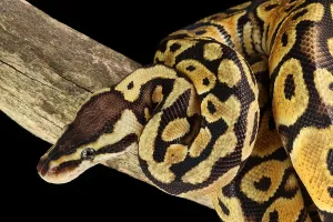 Ball Python Stampe: Ball Python (Python regius)