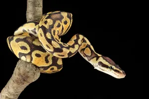 Ball Python Stampe: Ball Python (Python regius)