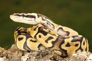 Ball Python Stampe: Ball Python (Python regius)