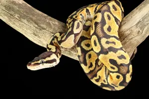 Ball Python Stampe: Ball Python (Python regius)