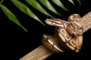 Ball Python Stampe: Ball Python (Python regius) on branch