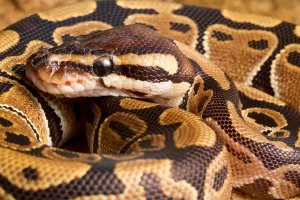 Ball Python Stampe: Ball Python (Python regius) close up
