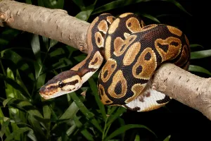Ball Python Stampe: Ball Python, Python Regius, Wrapped Around a Branch