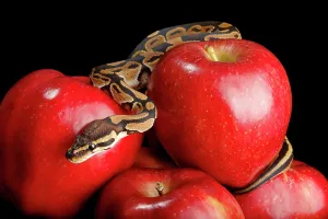 Ball Python Stampe: Ball Python on Red Apples