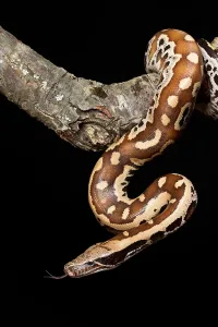 Boidae Species Stampe: Blood python (Python brongersmai) on branch