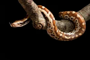 Asian Reptiles Stampe: Blood python (Python brongersmai) on branch