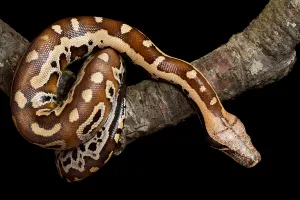 Asian Reptiles Stampe: Blood python (Python brongersmai) on branch