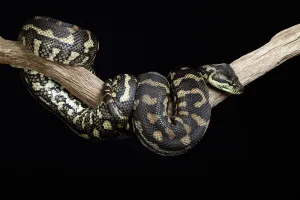 Snake Species Stampe: Carpet Python