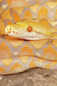 Reticulated Python Stampe: Reticulated Python (Lavender Morph)