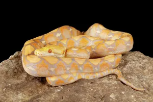 Reticulated Python Stampe: Reticulated Python (Lavender Morph)
