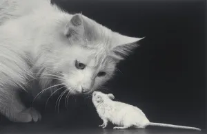 Gatto e topo.