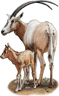 African Wildlife Art Stampe: Scimitar Oryx