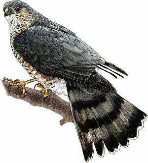 Wildlife Illustrations Stampe: Sharp-shinned Hawk