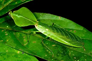 Peruvian Wildlife Stampe: Shield Mantis