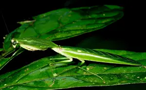 Tropical Forest Wildlife Stampe: Shield Mantis